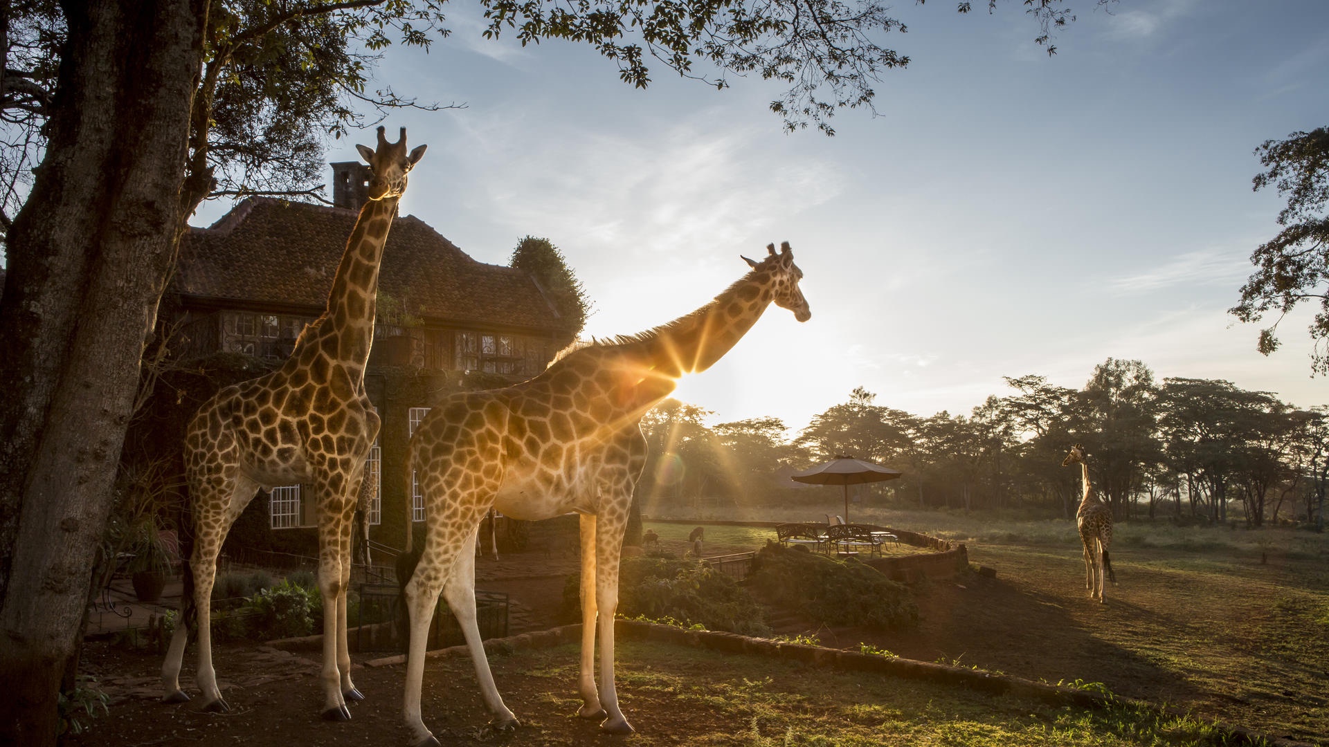 #travelkenya #kenya #magicalkenya #tembeakenya #visitkenya #travel #safari #wildlife #nairobi #igkenya