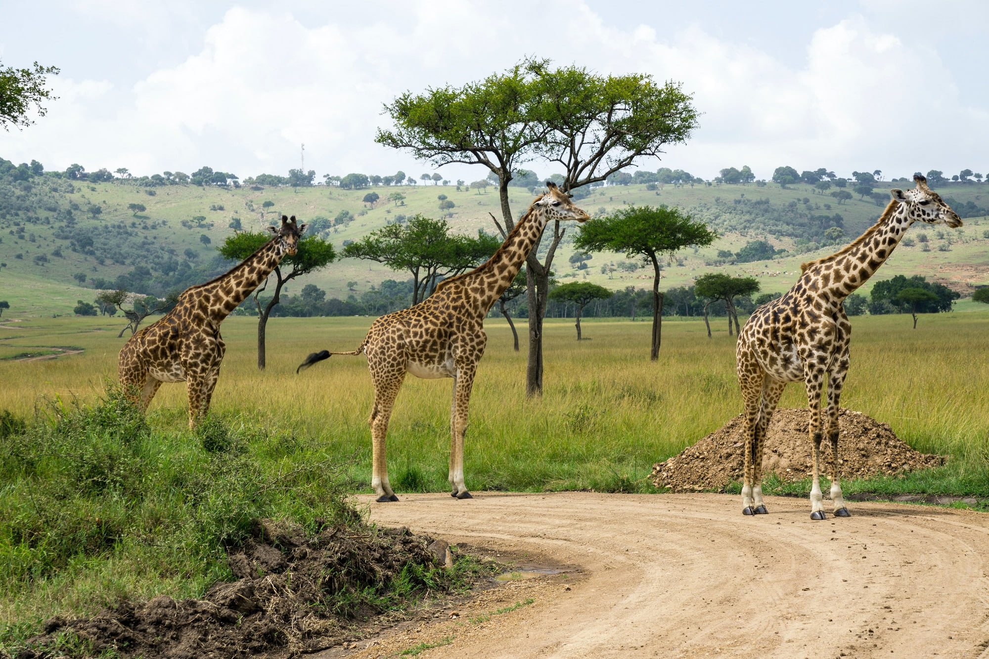 #travelkenya #kenya #magicalkenya #tembeakenya #visitkenya #travel #safari #wildlife #nairobi #igkenya